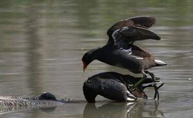 Gallinule poule-d'eau