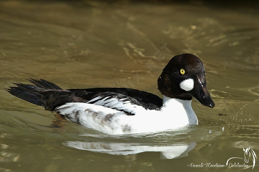 Common Goldeneye