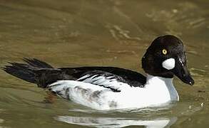 Common Goldeneye