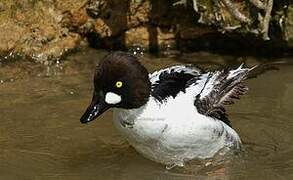 Common Goldeneye