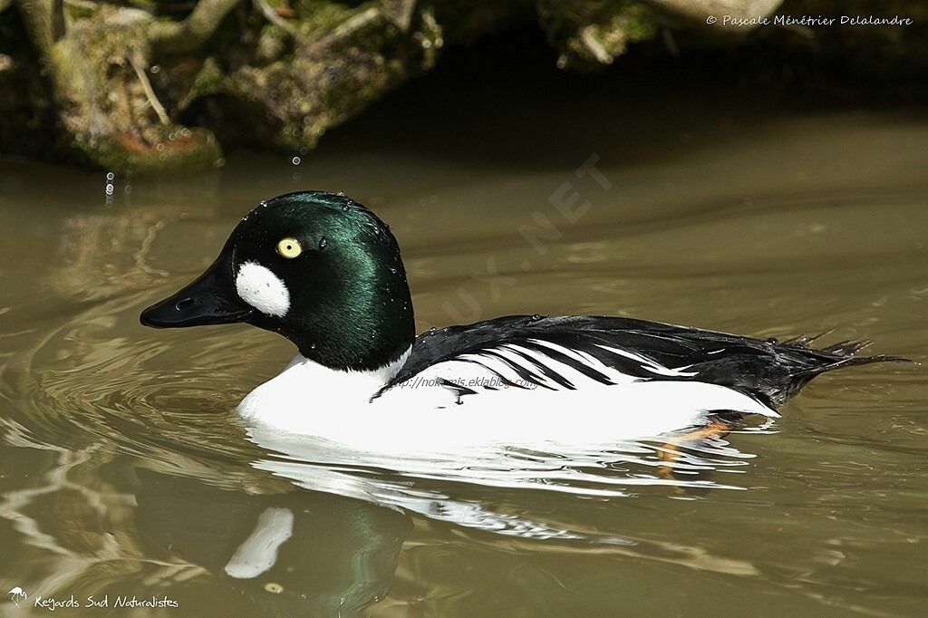 Common Goldeneye