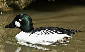 Common Goldeneye