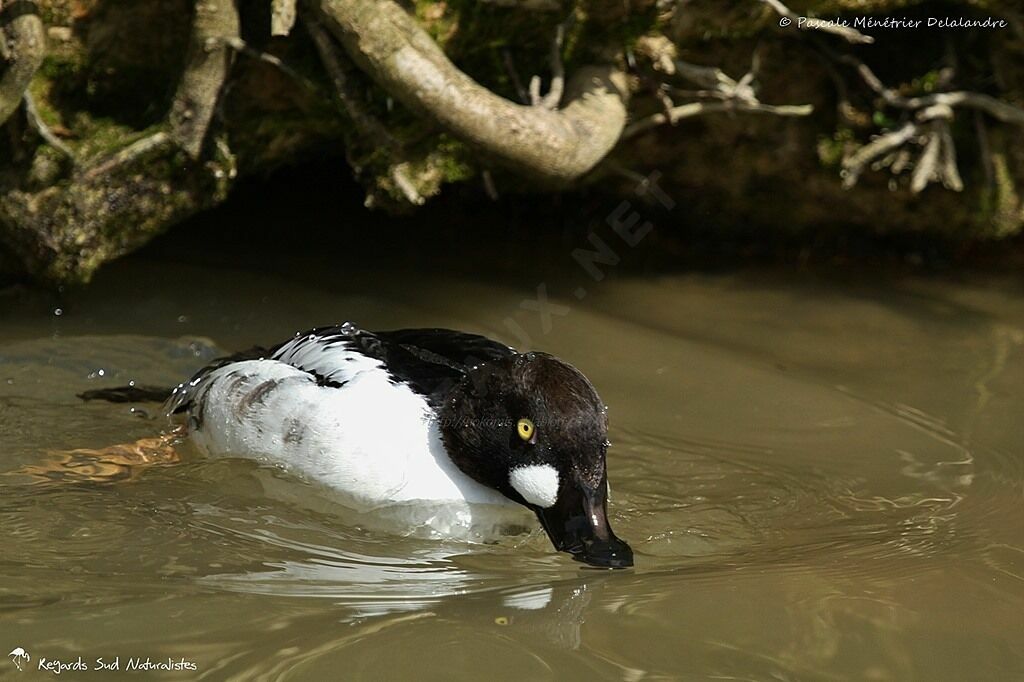 Common Goldeneye