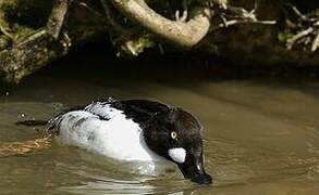 Common Goldeneye