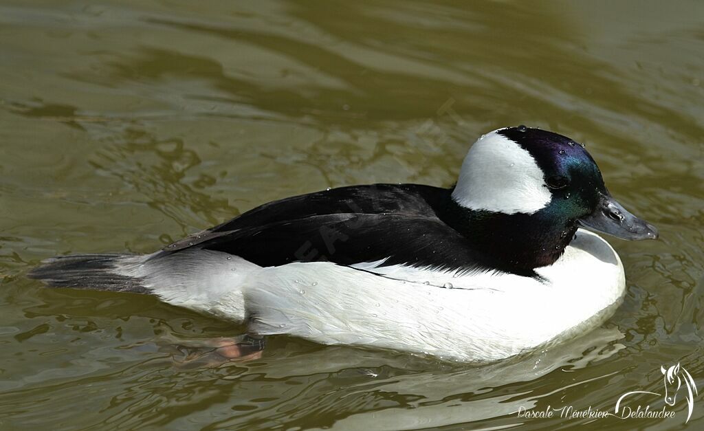 Bufflehead