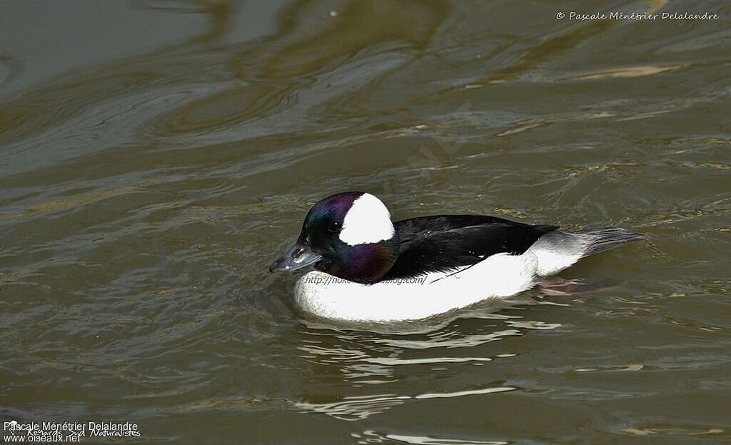 Bufflehead male adult