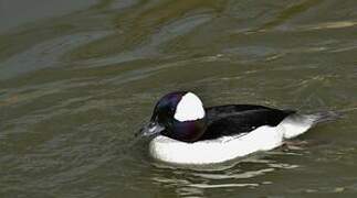 Bufflehead