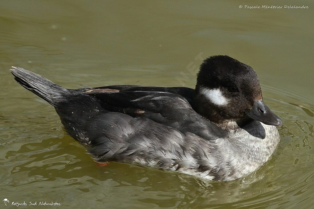 Bufflehead