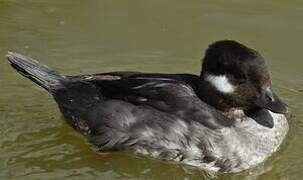 Bufflehead