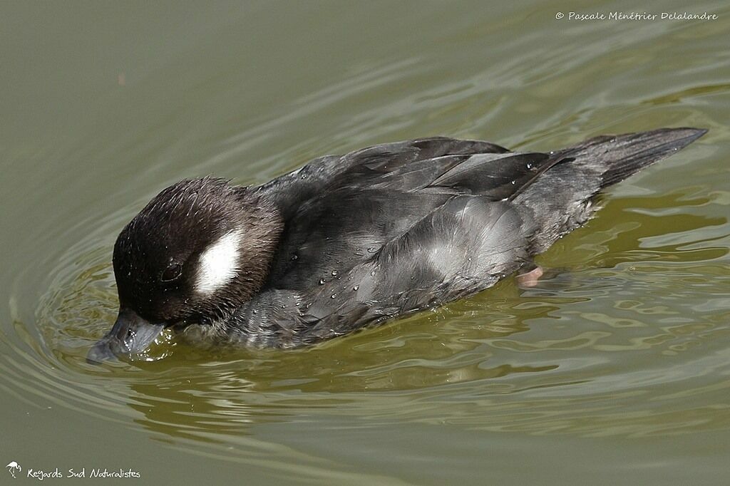 Bufflehead