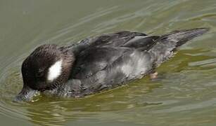 Bufflehead