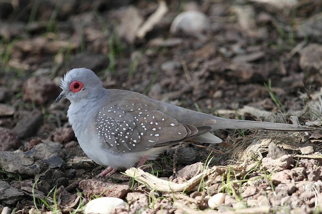 Diamond Dove