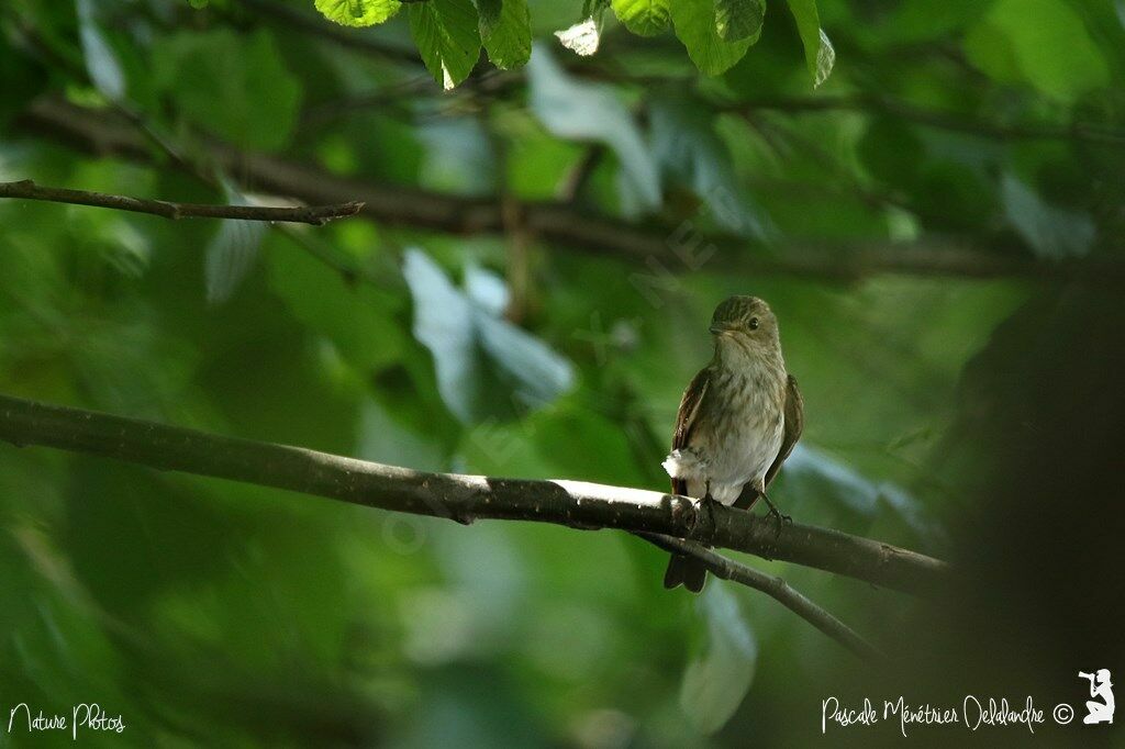 Spotted Flycatcher