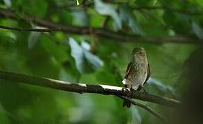 Spotted Flycatcher