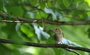 Spotted Flycatcher