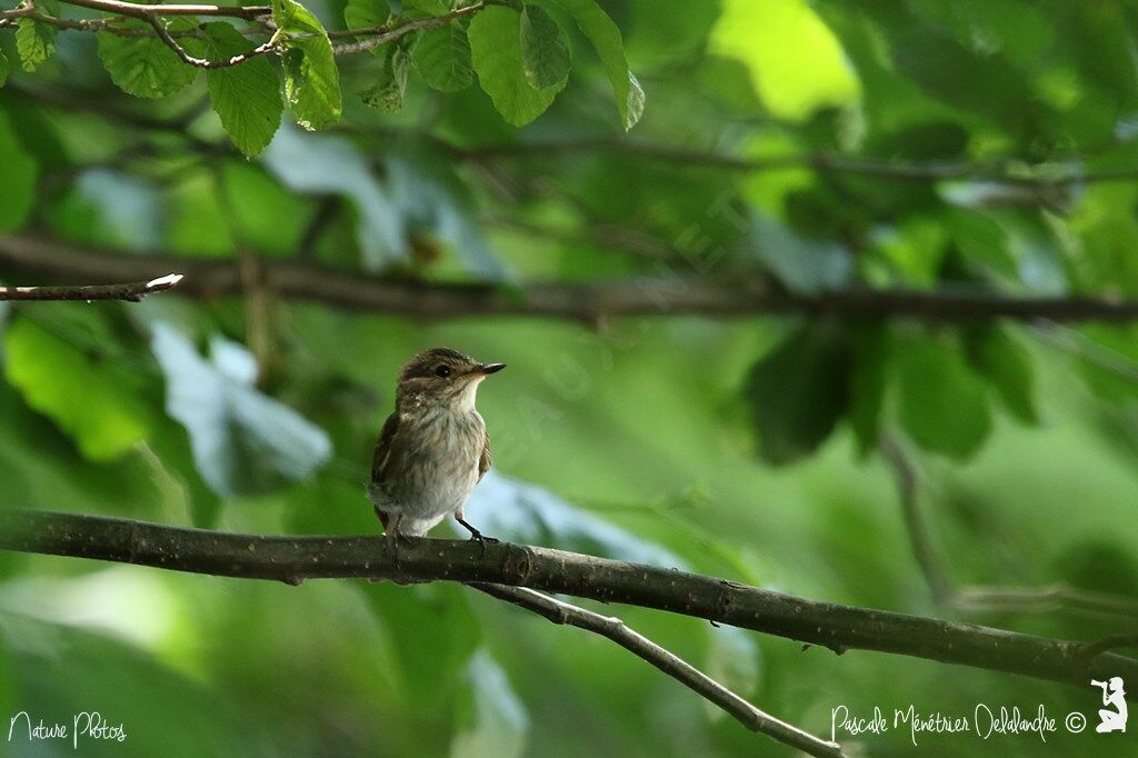 Spotted Flycatcher