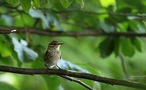 Spotted Flycatcher