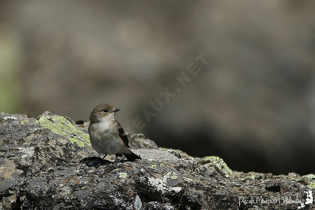 European Pied Flycatcher