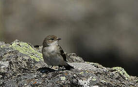 European Pied Flycatcher