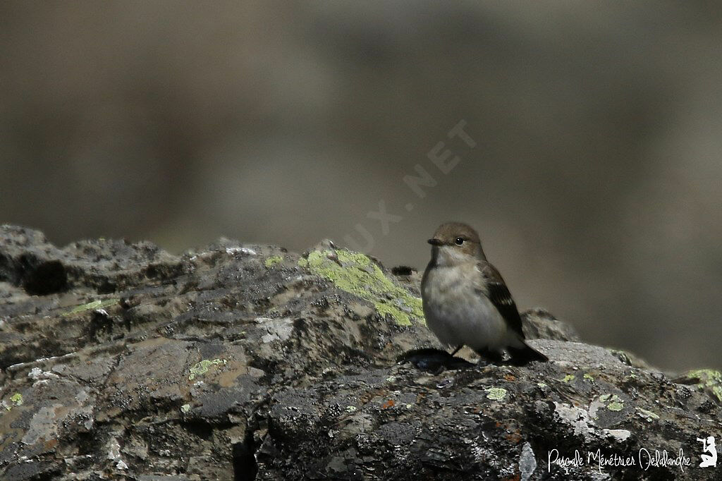 European Pied Flycatcher