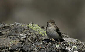 European Pied Flycatcher