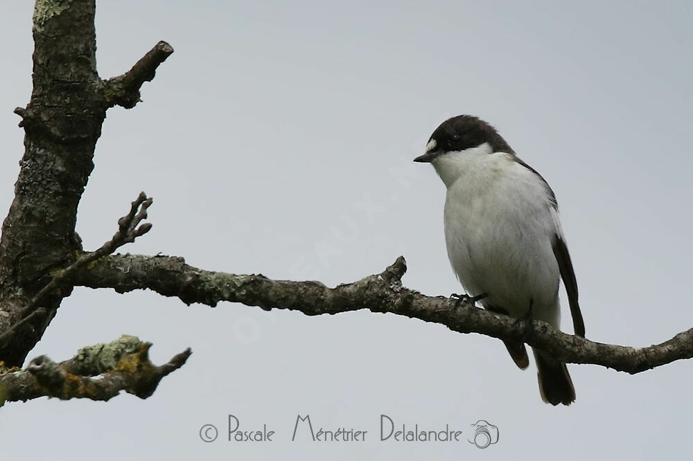 Gobemouche noir