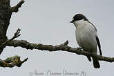 Gobemouche noir