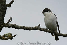 European Pied Flycatcher