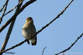 European Pied Flycatcher