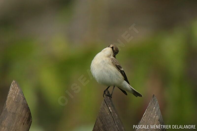 European Pied Flycatcheradult