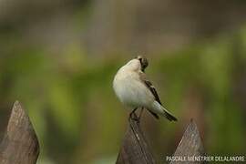 European Pied Flycatcher