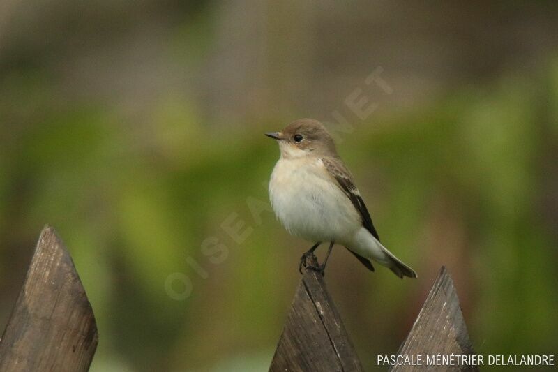 European Pied Flycatcheradult