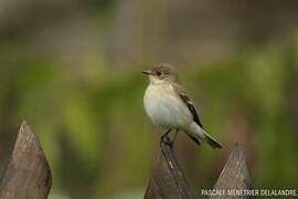 European Pied Flycatcher