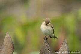 European Pied Flycatcher