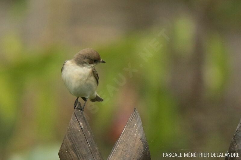 European Pied Flycatcheradult