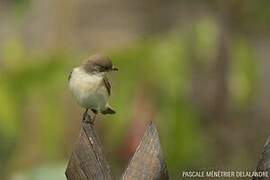 European Pied Flycatcher