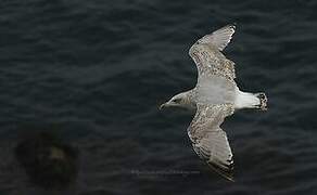 European Herring Gull