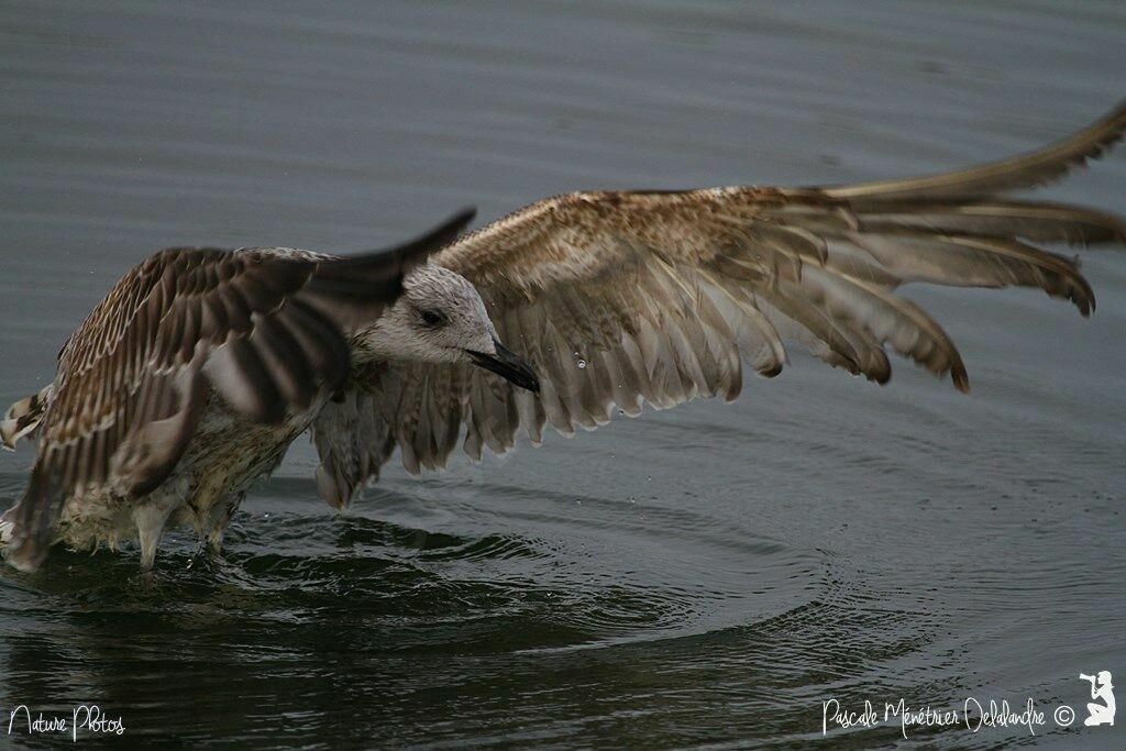 Yellow-legged Gulljuvenile