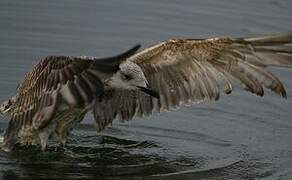 Yellow-legged Gull