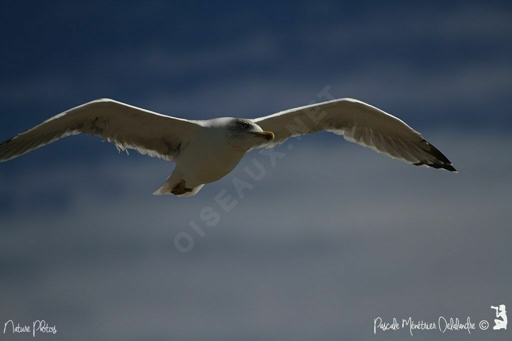 Yellow-legged Gull