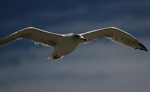 Yellow-legged Gull