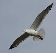 Yellow-legged Gull