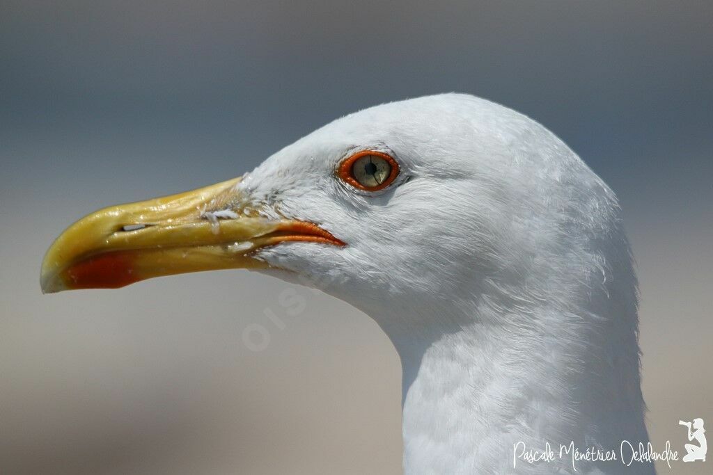 Yellow-legged Gull