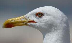 Yellow-legged Gull