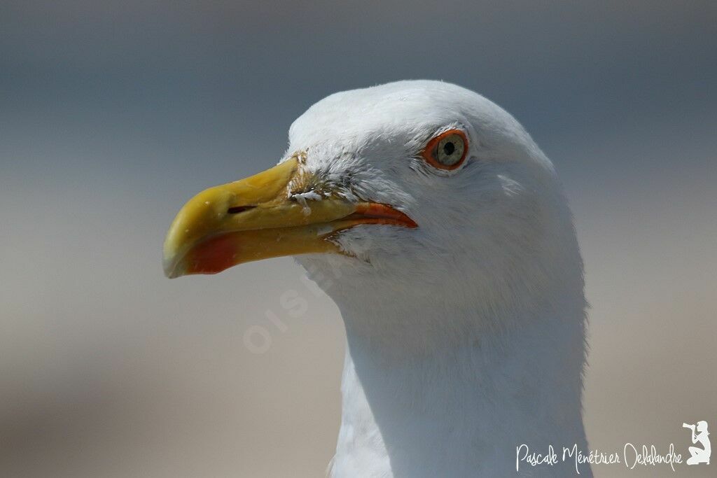 Yellow-legged Gull