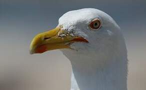 Yellow-legged Gull