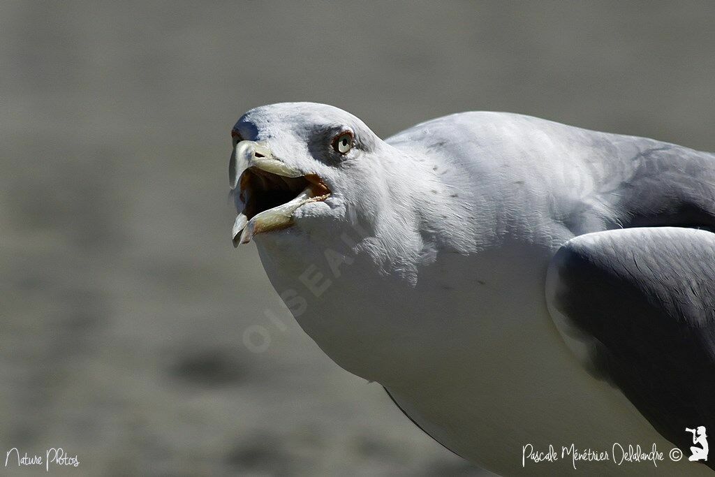 Yellow-legged Gull