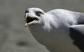 Yellow-legged Gull