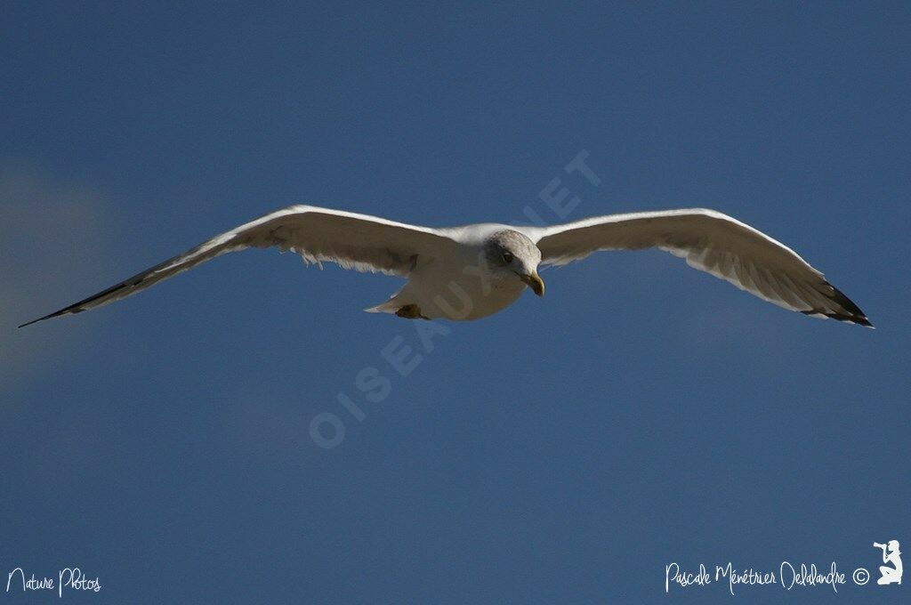 Yellow-legged Gull