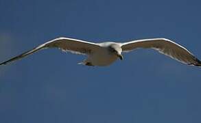 Yellow-legged Gull